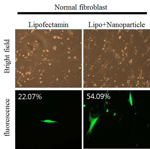 인간 섬유아세포 A 에 나노파티클을 이용하여 GFP 형광 유전자를 도입함. FACS로 효율을 분석한 결과 liposome만 사용한 경우보다 2배가량 높은 효율을 확인