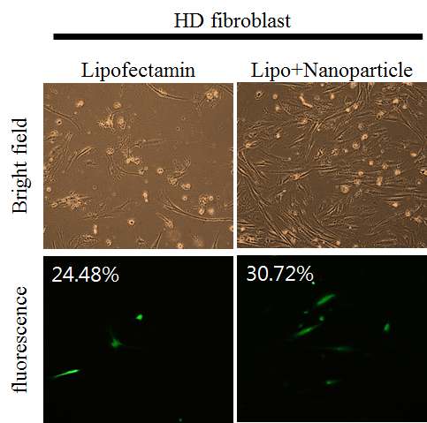 인간 섬유아세포 B에 나노파티클을 이용하여 GFP 형광 유전자를 도입함. FACS 분석결과 liposome 단독사용보다 높은 유전자 전달 효율을 보임.
