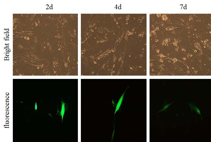 인간섬유아세포 A 에 나노파티클을 이용하여 GFP 유전자를 도입한뒤 시간이 지남에 따른 형광발현의 감소를 확인.