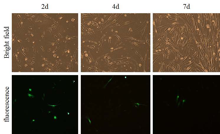 인간 섬유아세포 B 에 나노파티클을 이용하여 GFP 유전자를 도입한뒤 시간이 지남에 따른 형광 발현의 감소를 확인.