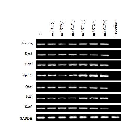 배아줄기세포의 특이유전자 발현을 확인할수 있는 primer를 확보하여 mouse의 배아줄기세포와 유도만능줄기세포를 이용하여 확인