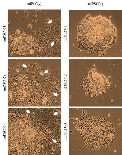 특정 pathway inhibitor를 처리한 조건에서 mouse의 유도만능 줄기세포의 형태가 더 잘유지되는 것을 확인함.