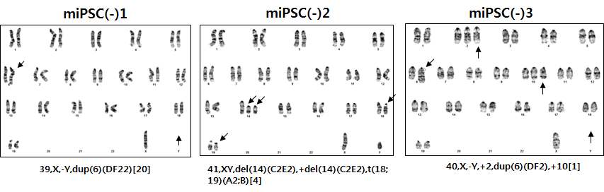pathway inhibitor가 없는 조건에서 배양한 mouse 유도만능 줄기세포의 karyotyping 결과