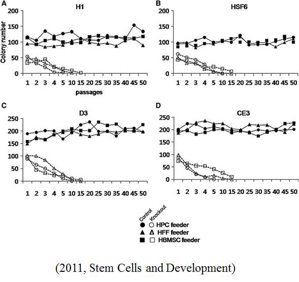 다양한 인간 배아줄기세포와 유도만능줄기세포주를 효율적으로 유지할수 있는 지지세포에 대한 논문을 참조함.
