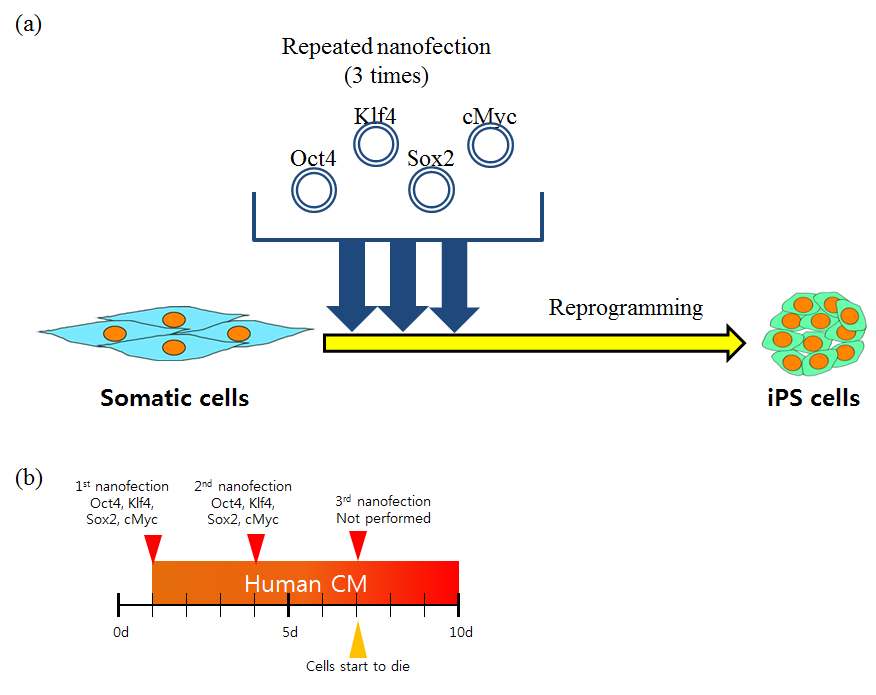 인간 섬유아세포에 나노파티클을 이용하여 역분화 인자를 주입. (a) 나노파티클을 이용한 역분화 인자 주입과 유도만능줄기세포 유도를 위한 실험 계획. (b) 실제 실험에 사용된 실험계획