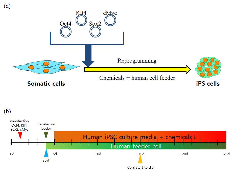 인간 섬유아세포에 나노파티클을 이용하여 역분화 인자를 주입한뒤 개량된 조건으로 세포를 배양. (a) 나노파티클을 이용한 역분화 인자 주입과 유도만능줄기세포 유도를 위한 실험 계획. (b) 실제 실험에 사용된 실험계획