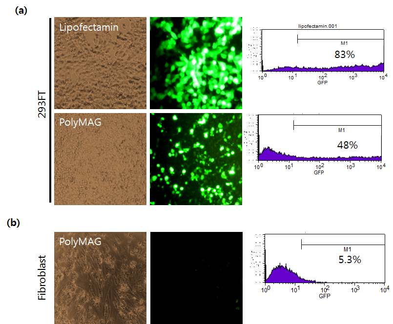 (a)기존의 transfection reagent인 lipofectamin 이용하여 297FT 세포에 GFP를 transfection 시킨 결과 약 80% 이상의 효율을 보이지만 나노파티클인 PolyMAG을 이용하여 297FT 세포에 GFP를 transfection 시킨 결과 절반정도로 효율이 낮음. (b)인간 섬유아세포에서는 유전인자가 거의 도입되지 못함