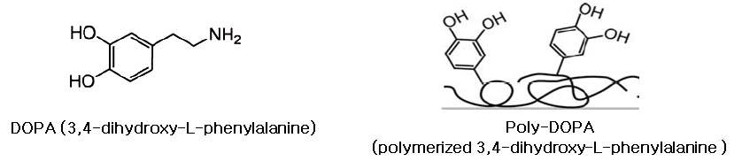 그림 3. 홍합으로부터 유래하는 접착성이 강한 DOPA(3,4-dihydroxyphenyl-L-alanine)의 구조식과 원하는 물질(예: 세포배양용기)의 표면에 DOPA 코팅.
