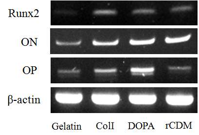 그림 6. RT-PCR을 통한 유도만능 줄기세포의 DOPA 생체재료 위에서 골 분화 향상 확인과 기존 일반적 방법인 gelatin과 비교.