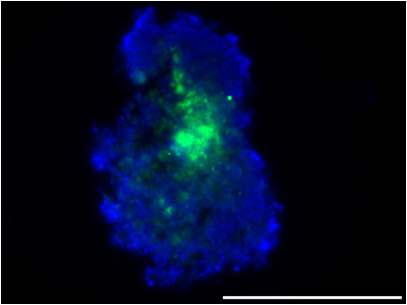 그림 23. Collagen type II 항체를 이용한 면역염색 연골분화배지에 14일 동안 배양된 중배엽 분화가 유도된 인간배아줄기세포 배상체