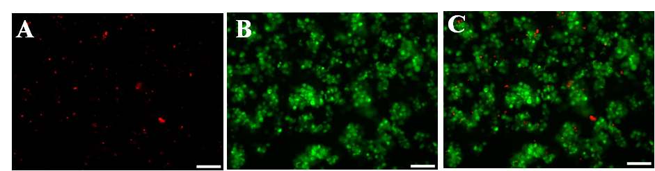 그림 24. 인간 배아줄기세포와 랫트 골수 중간엽 줄기세포의 hanging drop방법을 이용한 공배상체 형성 형광사진 A : 인간 배아줄기세포(붉은색), B : 랫트 골수 중 간엽 줄기세포 (초록색) C : A와 B의 결합사진