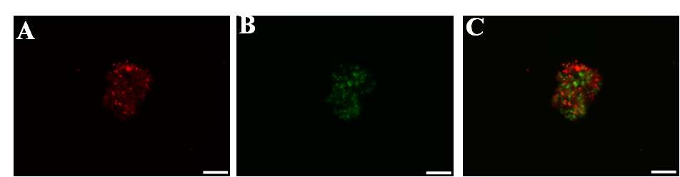 그림 25. 인간 배아줄기세포와 랫트 골수 중간엽 줄기세포의 산화철을 이용한 공배상체 형성 형광사진 A : 인간 배아줄기세포(붉은색), B : 랫트 골수 중간엽 줄기세포 (초록색) C : A와 B의 결합사진