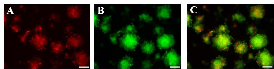그림 27. 인간 배아줄기세포와 랫트 골수 중간엽 줄기세포의 Aggrewell 이용한 공배상체 형성 형광사진 A : 인간 배아줄기세포(붉은색), B : 랫트 골수 중간엽 줄기세포 (초록색) C : A와 B의 결합사진
