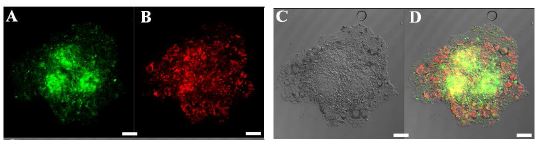 그림 28. 공초점 레이저 주사 현미경을 이용한 인간 배아줄기세포와 랫트 골수 중간엽 줄기세포의 Aggrewell 이용한 공배상체 형성 형광사진.