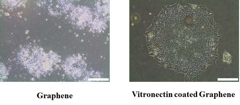 그림 37. 그래핀과 vitronectin이 코팅된 그래핀 위에서의 인간 배아줄기세포의 부착확인.