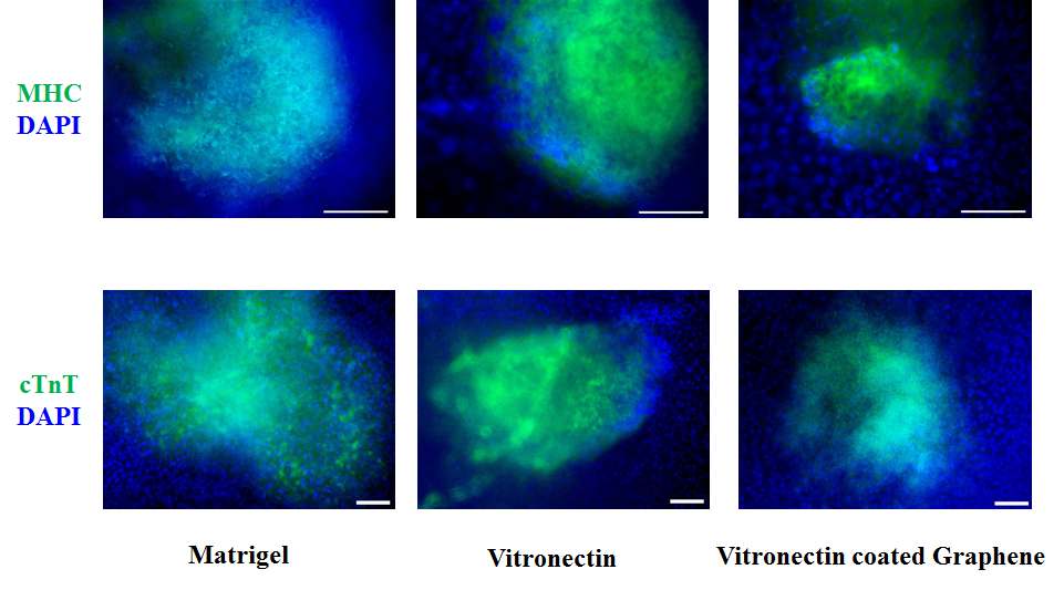 그림 44. Matrigel, vitronectin, 그래핀 위에서 분화된 인간 배아줄기세포의 세포의 cTnT (녹색), β-MHC (녹색) 항체를 이용한 면역 염색