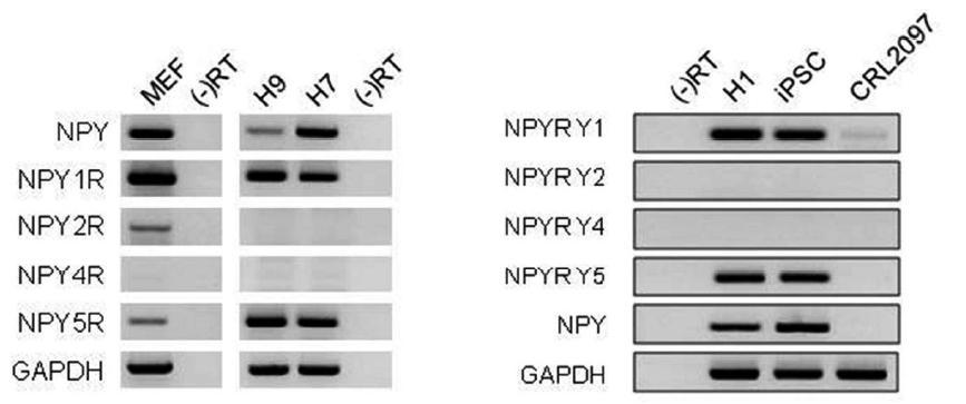 hESC (H9, HEUS-7 및 H1), hiPSC 및 MEFs에서 NPY, NPY 1Y, NPY 2Y, NPY 4Y 및 NPY 5Y에 대한 mRNA 발현의 Semi-quantitative RT-PCR 분석 (GAPDH; 로딩 컨트롤)