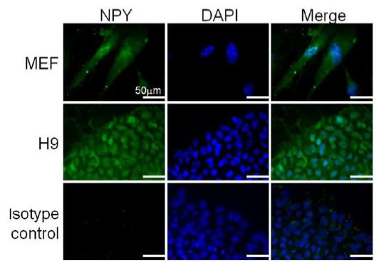H9 세포 및 MEFs에서 NPY 단백질 발현의 면역 형광 분석. 세포 핵은 DAPI로 대비 염색함