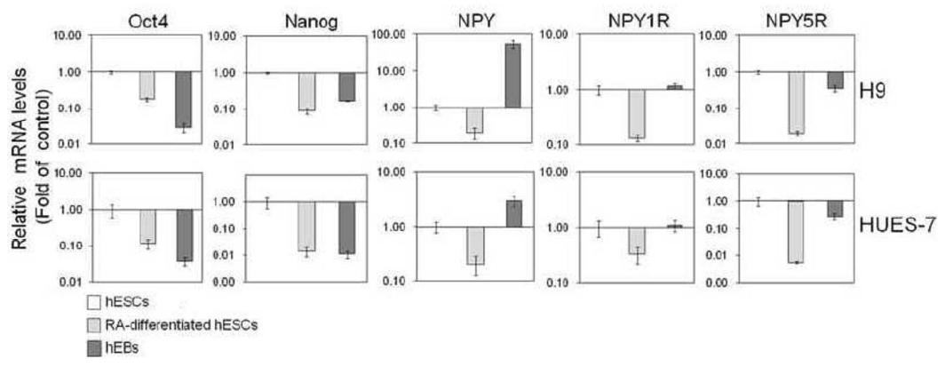 미분화 및 분화 H9 hESC (RA-분화 hESC 및 분화한 인간 배아체) 에서 NPY, NPY 1R 및 NPY 5R의 mRNA 발현의 실시간 qRT-PCR분석.
