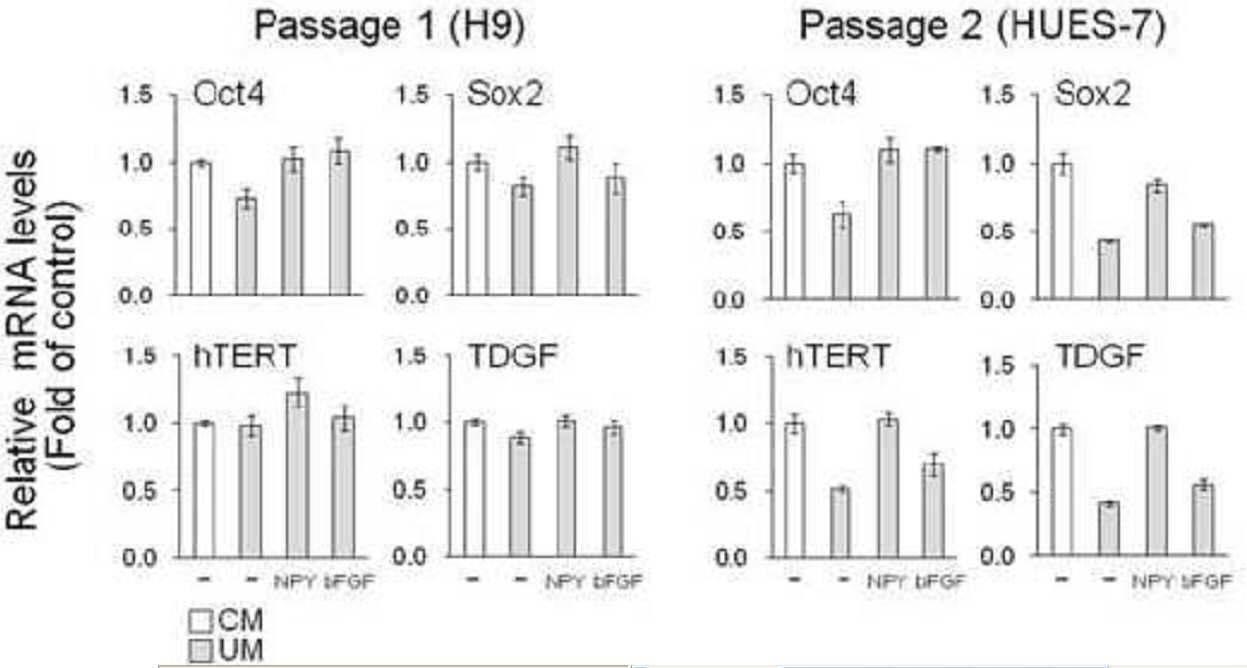CT4, SOX2, hTERT 및 TDGF의 발현을 위한 실시간 qRT-PCR 분석.