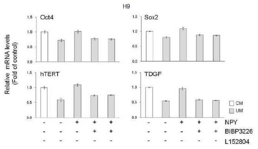 hESC 배양에서 NPY Y1 및 Y5 수용체의 선택적인 화합물 억제제의 효과에 의한 OCT4, SOX2, hTERT 및 TDGF의 발현의 실시간 정량 PCR 분석 결과.