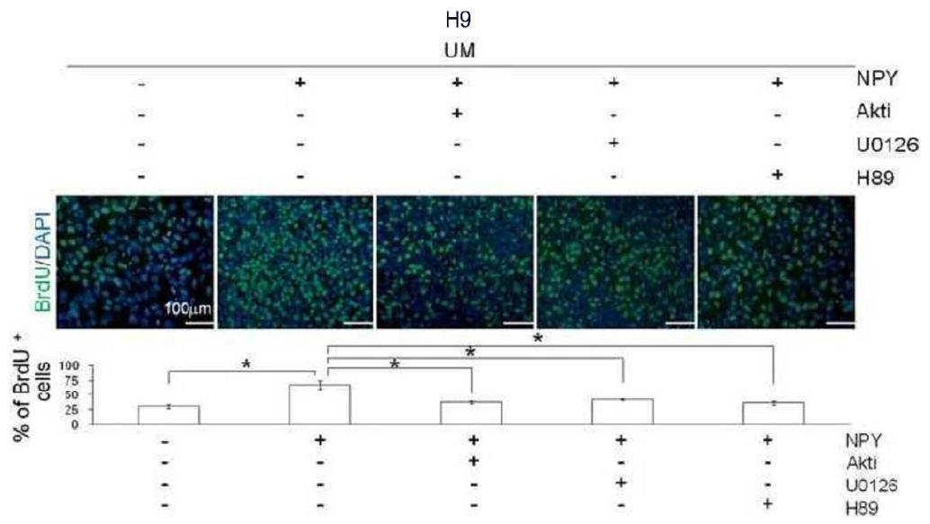 세포네 신호전달 인자 억제제 첨가에 따른 hSEC 증식에서 NPY 효과.