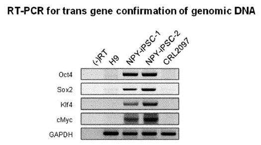NPY를 첨가한 배양조건에서 제작한 유도만능줄기세포에서의 Oct3/4, Sox2, Klf4, c-Myc 전사인자 숙주 genomic DNA내 발현 양상을 분석