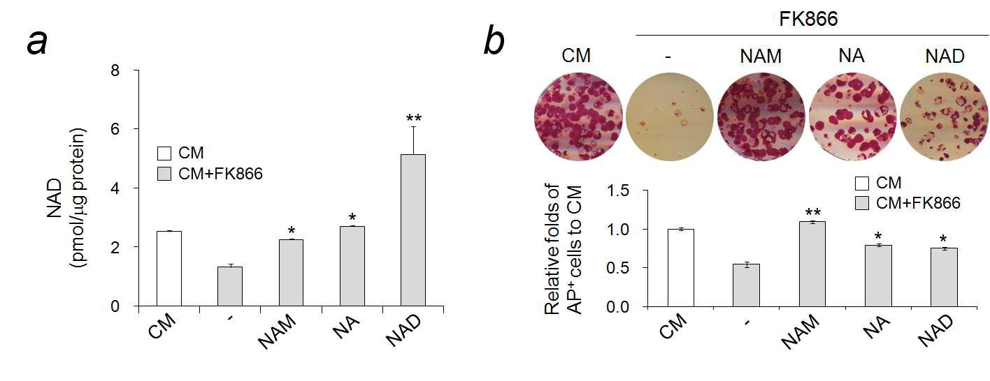 Nicotinamide phosphoribosyl transferase 저해제, FK866과 니코틴아마이드 및 관련 화합물에 의한 NAD 농도 및 배아줄기세포 자가재생산능 유지 효과 변화