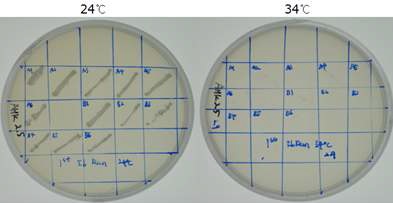 Fig 13. IbRan을 과다발현시킨 prp20/2c의 온도감수성 phenotype 극복 여부.