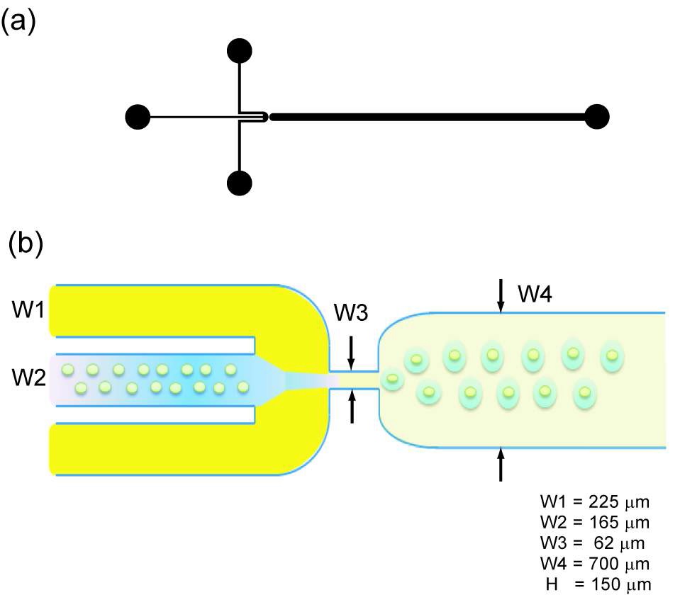 그림 1. 단일액적 생성용 미세유체 칩 모식도