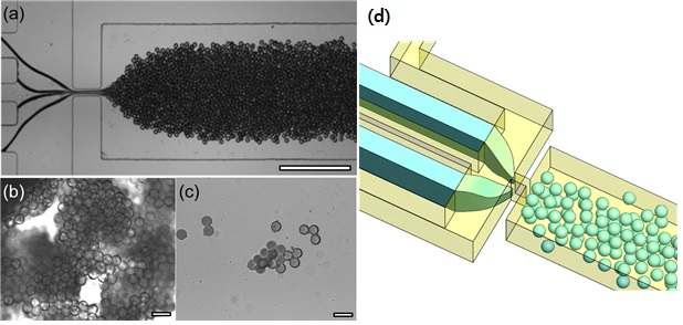 그림 18. 초미세유체 칩을 이용하여 (a-c) 대량 마이크로 액적 제조 연구결과 및 (d) 모식도