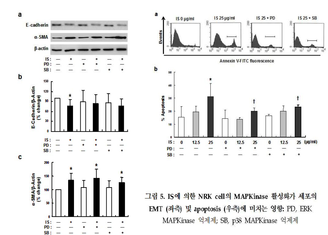IS에 의한 NRk cell의 MAPKInase 활성화가 세포의 EMT(좌측) 및 apoptosis(우측)에 미치는 영향: PD, ERK MAPKinase 억제제; SB, p38 MAPKinase 억제제