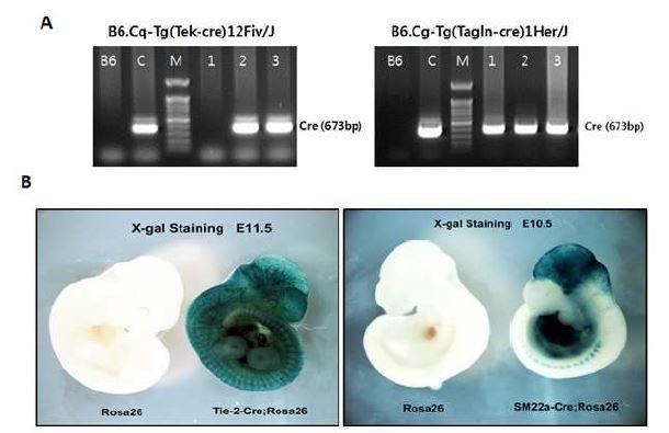 (A) B6.Cq-Tg(Tek-cre)12Fiv/J(좌) 마우스와 B6.Cg-Tg(Tagln-cre)1Her/J(우) 마우스의 유전자 분석. (B) B6.129S4-Gt(ROSA)26Sortm1Sor/J 마우스와 교배하여 마우스 embryo에서 β-galactosidase staining을 통해 내피세포 특이적 (좌), 평활근 세포 특이적 (우) Cre 발현 확인