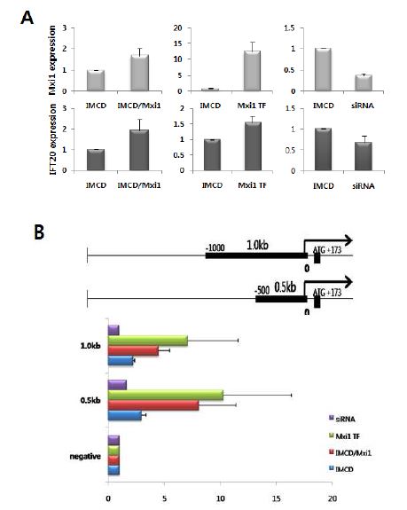 그림 4. Mxi1 유전자 발현에 따른 Ift20 유전자 발현 조절 검증