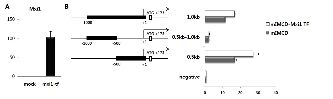 그림 5. Mxi1이 관여하는 IFT20 prmoter region 검증