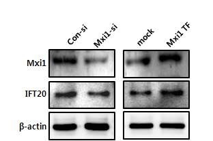그림 6. Mxi1 발현에 따른 IFT20 단백질 발현 차이 검증