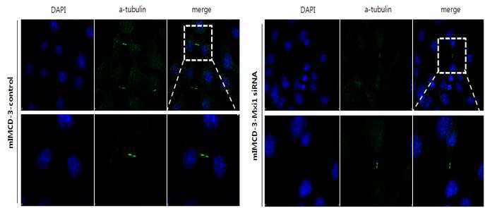 Fig 7. mIMCD-3 cell lines에서 Mxi1 유전자 발현이 cilia formation에 미치는 영향