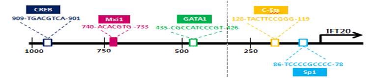 그림 10. 일반 program을 통한 Ift20 promoter에 binding하는 전사인자의 1차적 screening