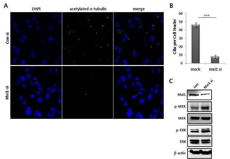 그림 9. Mxi1 유전자의 발현에 의한 mIMCD3의 ciliogenesis 조절