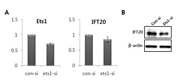 그림 14. Ets-1 유전자에 의한 Ift20 유전자의 발현 조절 확인