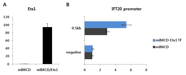 그림 15. Ets-1 유전자의 발현 레벨에 따른 Ift20 prmoter activity 변화 관찰