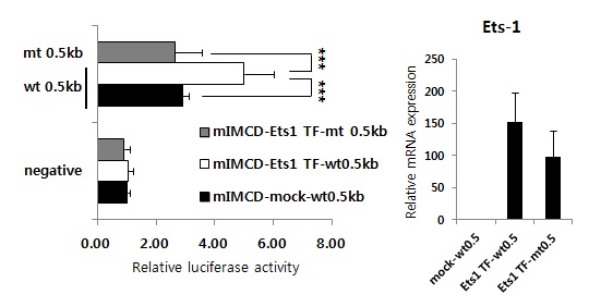 그림 16. Ets-1 binding site의 mutation 유무에 따른 Ift20 promoter activity 변화