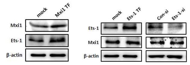 그림 17. Mxi1 과발현에 의한 Ets-1 발현 레벨 검증 및 Ets-1 과발현 및 감소를 통한 Mxi1 발현 레벨 검증