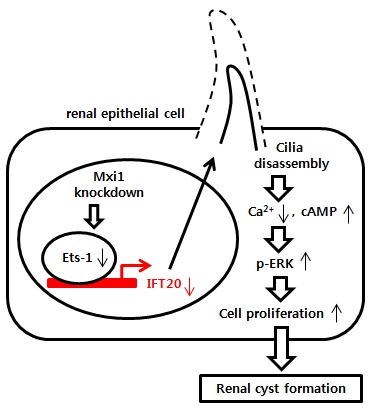 그림 18. Mxi1 유전자의 inactivation을 통해 이루어지는 cilia disassembly 기작 및 낭종 형성 메커니즘에 대한 diagram