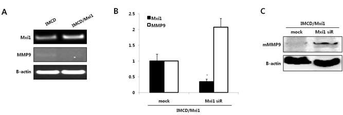 그림 19. Mxi1 유전자가 MMP9 발현에 미치는 영향
