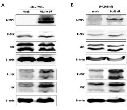 그림 21. tubulogenesis와 관련된 signaling molecules의 발현 패턴 분석