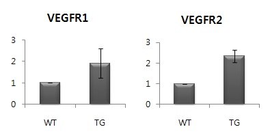 그림 23. PKD2 Tg 신장 조직에서 VEGFR1, VEGFR2 유전자 발현 레벨 검증
