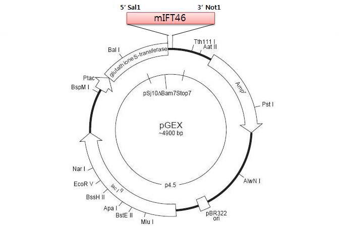 그림 24. mouse Ift46 항체 제작을 위한 GST protein cloning construct