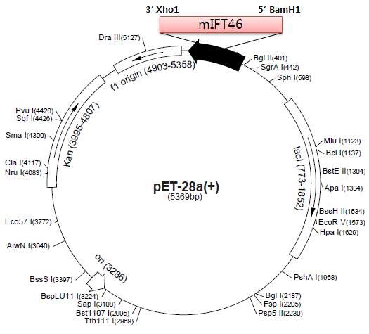 그림 26. His-tagging vector에 mouse IFT46 CDS cloning