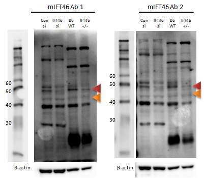 그림 27. 제작 된 mouse Ift46 monoclonal 항체 검증